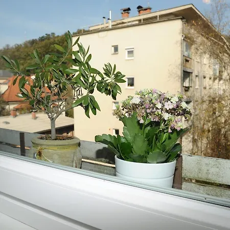 Apartament Jojo *